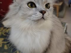 -平行世界·猫咖(首经贸店)