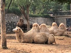 -石家庄市动物园