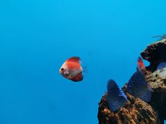 -海合安武汉极地海洋公园