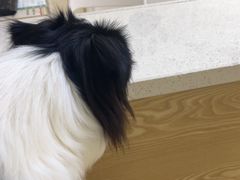 -芭比堂动物医院广州顽皮分院