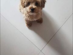 -芭比堂动物医院·犬猫全科·异宠专科(雁塔分院)