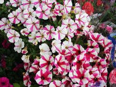 -平吉花卉市场
