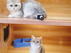 -猫十亿·布偶金渐层·曼基康矮脚猫舍(青年路店)