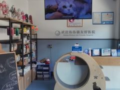 -伟伟宠物医院·瑞派猫友好医院·猫科(光谷店)