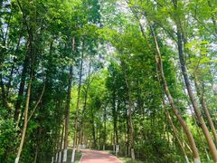 -桤木河湿地公园