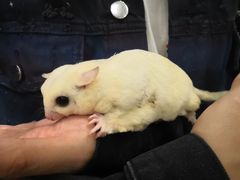 -藦茜花园宠物主题亲子互动体验馆(国顺东路店)