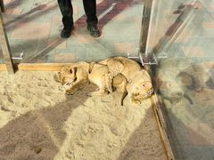 -北京野生动物园