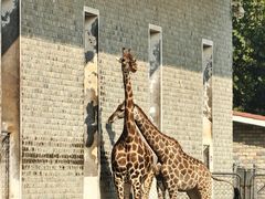 -石家庄市动物园