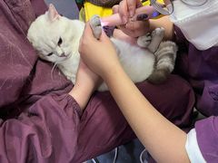 -宠爱国际动物医院· 猫科· 外科·中兽医(长白店)