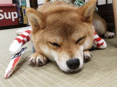 -逗柴咖啡屋·狗咖猫咖宠物桌游