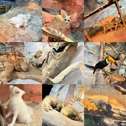 -Zoolung Zoolung动物主题公园(海信广场店)