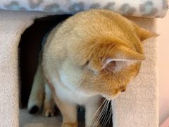 -猫咪派对(江南西店)
