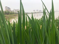 -九龙湖公园