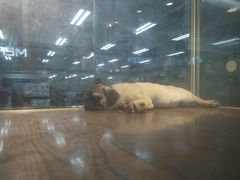 -乐宠宠物店(世纪金源店)