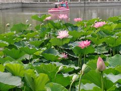 -莲花池公园