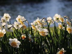 -上海鲜花港