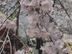 -顾村公园