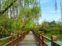 -溱湖国家湿地公园