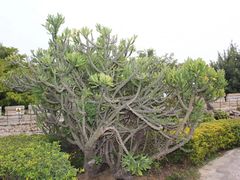 -胡里山炮台