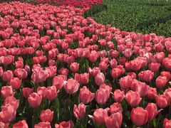 -玄武湖景区-情侣园游乐场