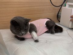 -达爱动物医院·犬猫分区·CT·复杂眼科(远洋山水分院)