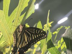 -上海大自然野生昆虫馆(东方明珠·爬宠昆虫探索中心)