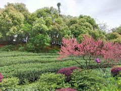 -杭州半山国家森林公园