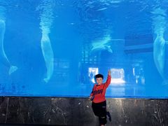 -海合安成都极地海洋公园