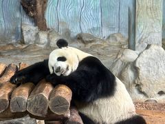 -海南热带野生动植物园