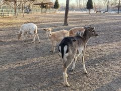 -北京麋鹿生态实验中心