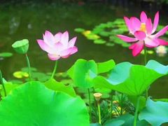 -荷塘月色湿地公园·向阳花洲