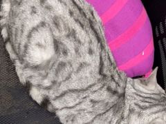 -宠福鑫康馨动物医院·骨科·眼科