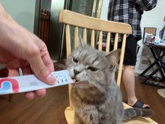 -楼上猫咖(罗湖店)