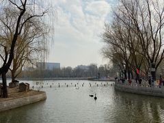 -莲花池公园