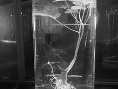 -广东中医药博物馆