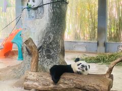 -海南热带野生动植物园
