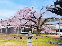 -醍醐寺