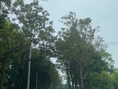 -上海海湾国家森林公园