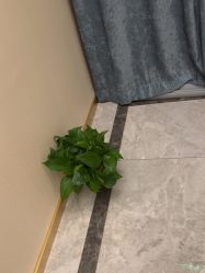 -雅曼妮spa美容养生