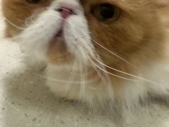 -顺强宠物诊所·狂犬免疫·夜诊·骨科(嘉定店)