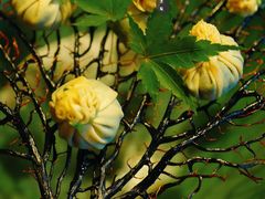 云腿野菜石榴包-解香楼(八盘岭路店)