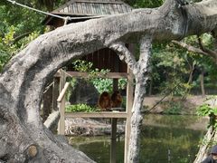 -深圳野生动物园