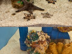 -上海海洋水族馆