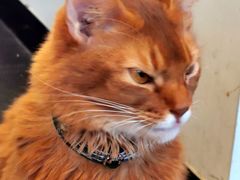 -猫小院猫主题餐厅(南锣旗舰店)