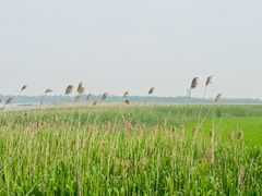 -上海吴淞炮台湾国家湿地公园