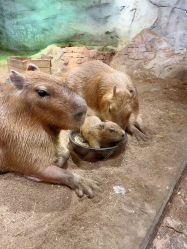 -Zoolung Zoolung动物主题公园(海信广场店)
