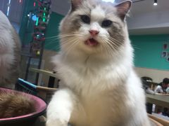 -绒爪撸猫下午茶·猫咖