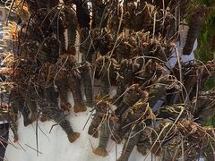 -亚马逊蒸汽活海鲜自助(LCM置汇旭辉广场店)