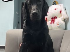 -老炉家木炭烤肉(长江国际店)