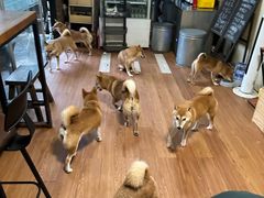 -柴犬高等学院·狗咖·柴犬售卖·宠物训练